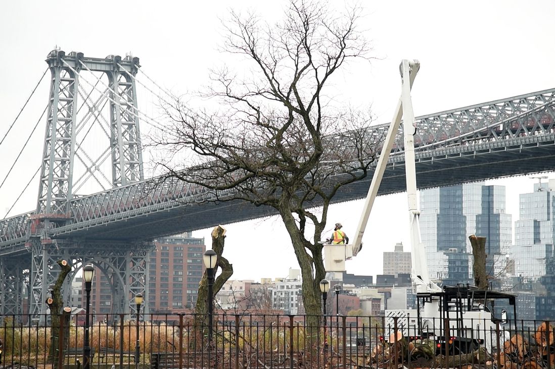 A worker chainsawing the tree canopy in East River Park, near the Williamsburg Bridge. The East Side Coastal Resiliency Project project will destroy 991 trees in total.